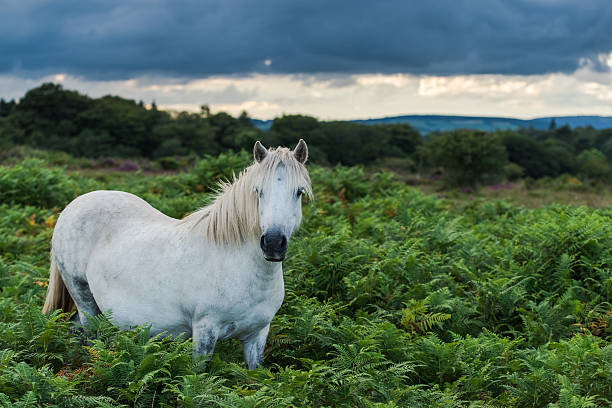 solitary white wild horse in Dartmoor solitary white wild horse in Dartmoor at sunset dartmoor photos stock pictures, royalty-free photos & images