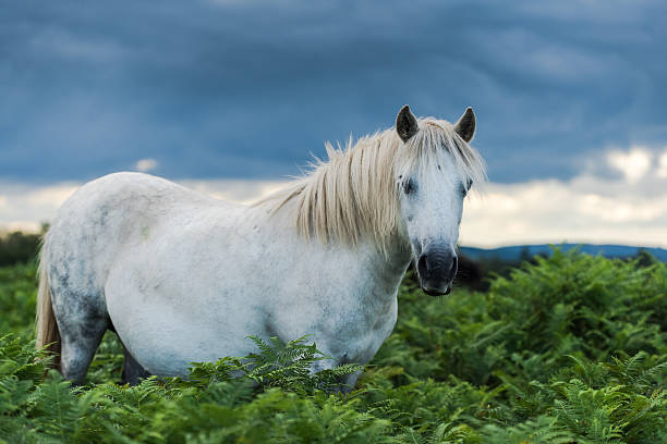 istock White and gray wild pony horse 586197808