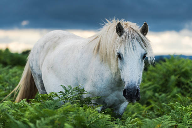 istock White and gray wild pony horse 586197898