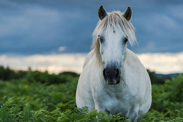 istock White and gray wild pony horse 586197974