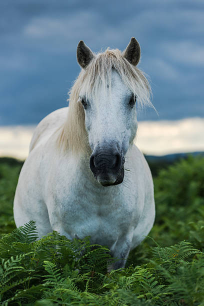 istock wild white horse looking at camera 586198060