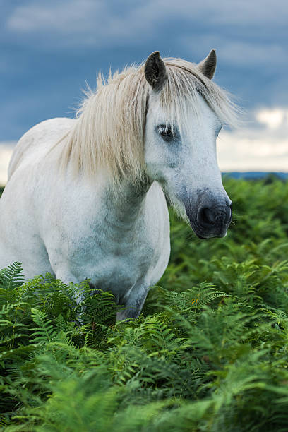 istock wild white horse looking at camera 586198116