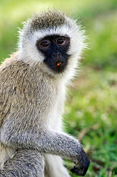istock Vervet Monkey in the savannah 586198416
