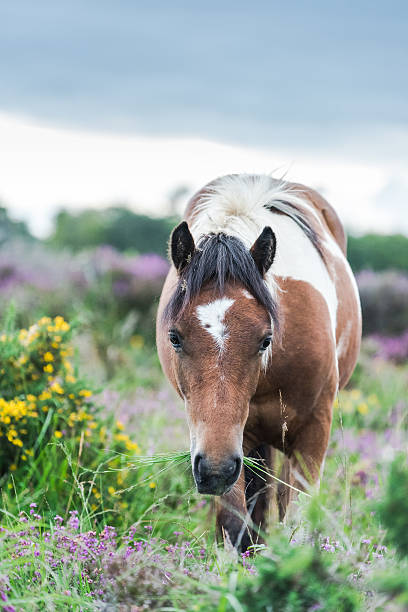 istock wild horse grazing in heather 586198452