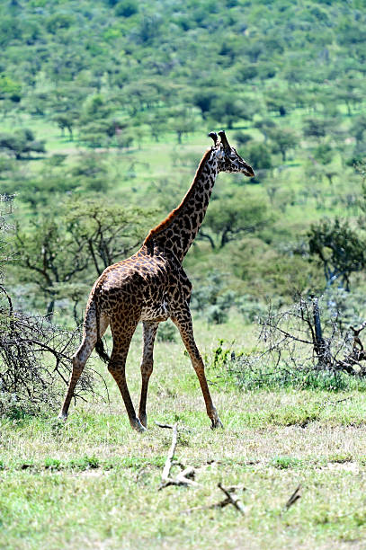 istock Giraffe in the African savannah 586198608