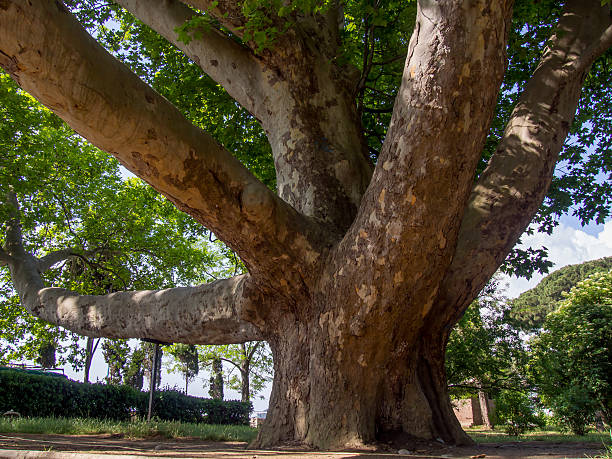 The ancient 150 year-old platan in the park Staheevka city Alushta, Crimea