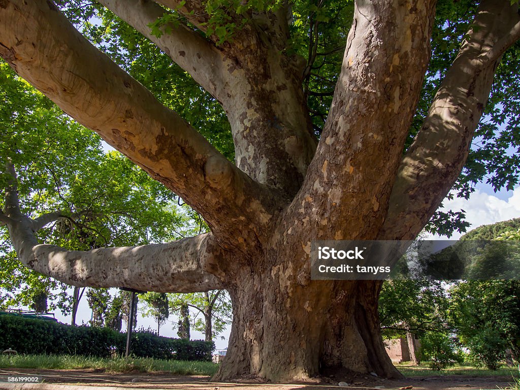 The ancient 150 year-old platan in the park The ancient 150 year-old platan in the park Staheevka city Alushta, Crimea Sycamore Tree Stock Photo