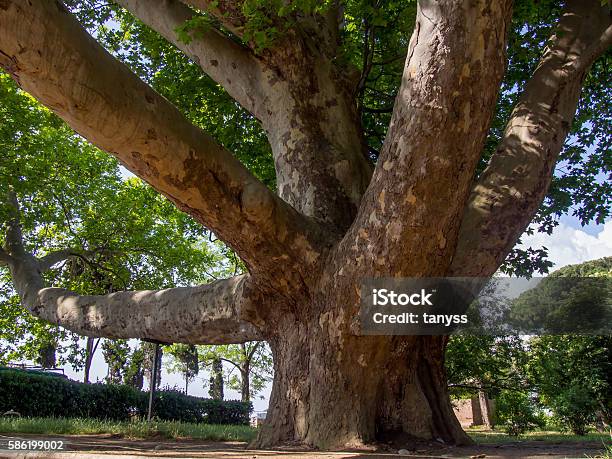 The Ancient 150 Yearold Platan In The Park Stock Photo - Download Image Now - Sycamore Tree, Large, Tree