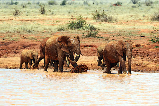 istock African elephants in the savannah 586199246