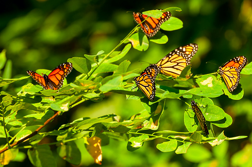 A gathering of monarch butterflies on a sumac branch during their annual migration