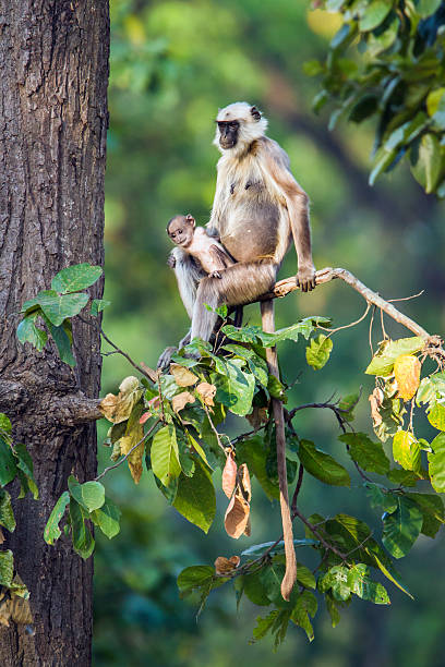 네팔 바르디아 국립공원의 하누만 랑구르 - animal ape monkey bonding 뉴스 사진 이미지