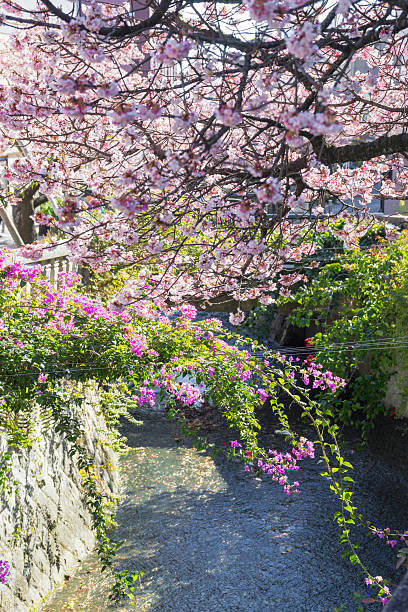 istock Atami Sakura / Early Cherry Blossoms 586200602