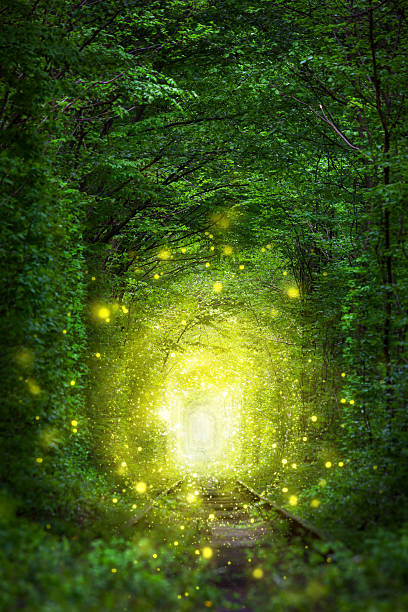 istock Fantastic Trees Scene - Tunnel of Love with fairy light 586200768