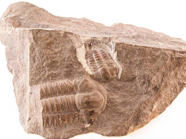 istock Trilobite fossil from the early Cammbrian peroid 586201416