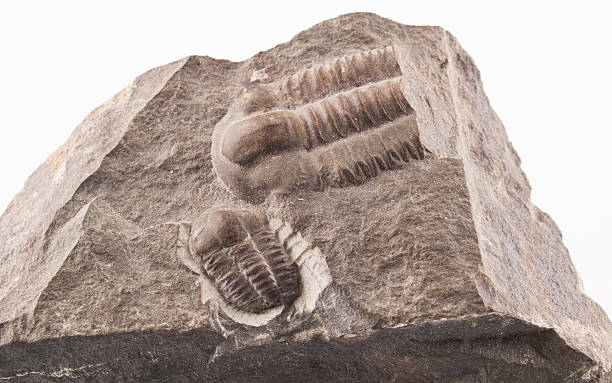 istock Trilobite fossil from the early Cammbrian peroid 586202090