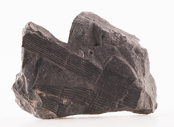 istock Calamites fossil from the early Cammbrian peroid 586202166
