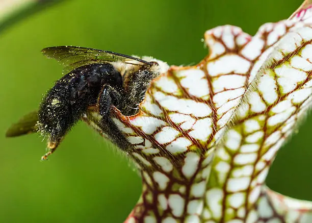 Bumbleebee gathering nectar in a white-topped pitcher plant