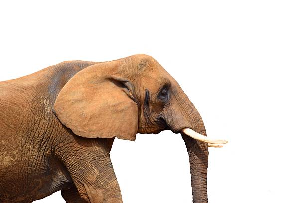 Closeup of an African Elephant, Loxodonta.