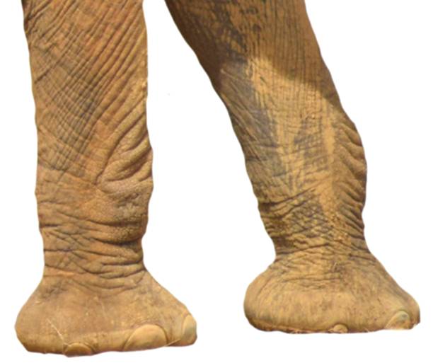 close up of elephant feet isolated on a white background