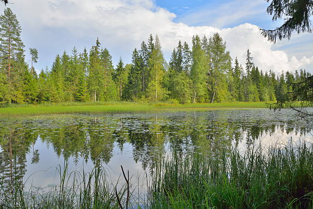 istock View of forest the river through the branches of the 586203748