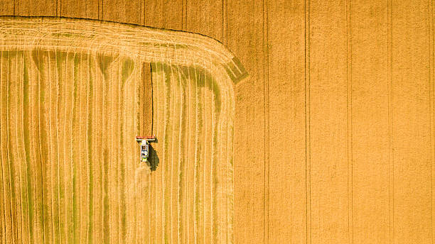 istock Harvester working in field and mows wheat. Ukraine. Aerial view. 586203976
