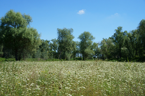 Meadow overgrown anise, willow trees, blue sky.