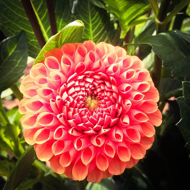 istock Orange dahlia flower 586204952