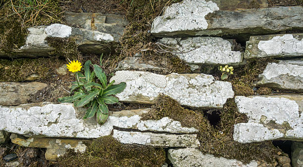 istock Flower at Cliffs of Moher 586205746