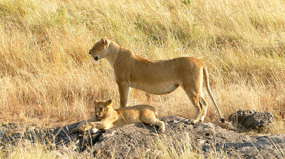 Wildlife viewing in Ngorongoro Crater. Tanzania. Safari, Africa.