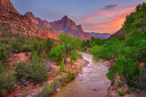 национальный парк сион на закате - plant sunset utah canyon стоковые фото и изображения