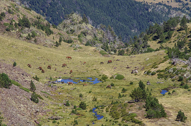istock Horses grazes on meadow in mountain valley 586207096