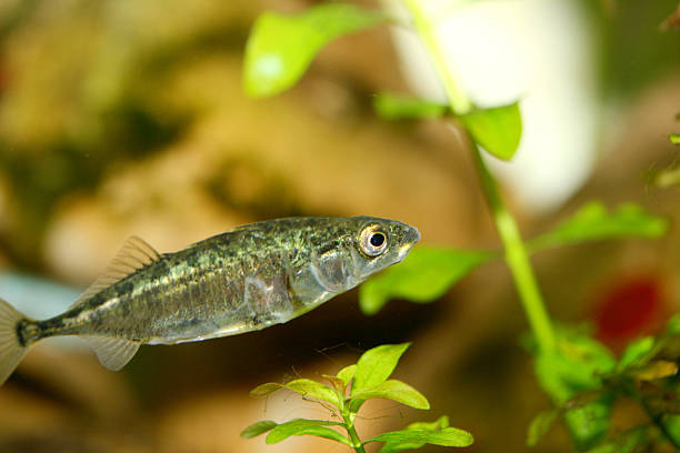 Three-spined stickleback (Gasterosteus aculeatus) The three-spined stickleback (Gasterosteus aculeatus), a robust frequently occurring small fish. spined stock pictures, royalty-free photos & images
