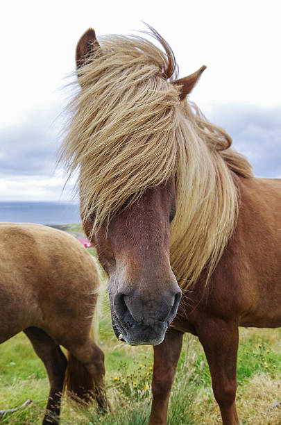 istock Icelandic horse with long mane close-up. Iceland 586207316