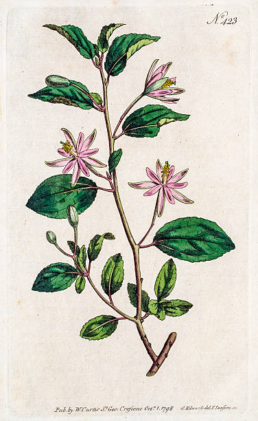 wrzosiec - herbarium stock illustrations