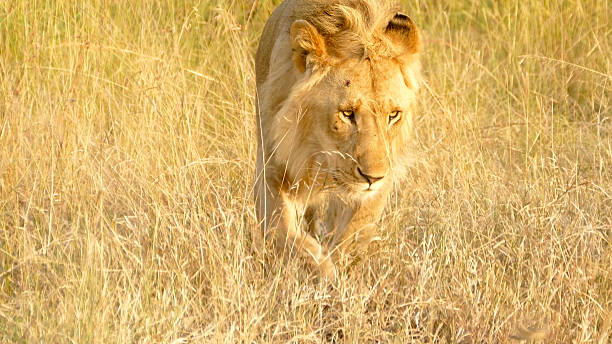 istock King Lion at wild - walking 586208526