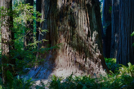 Northwest California's Redwood National Park.