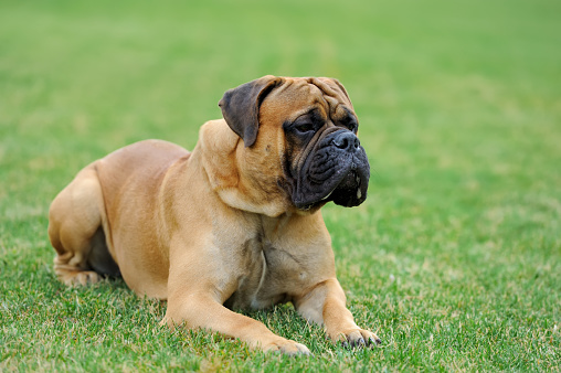 English Mastiff Dog Stock Photo - Download Image Now - Mastiff, Bull Mastiff, Dog iStock