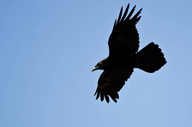 istock Common Raven Flying in a Blue Sky 586209536
