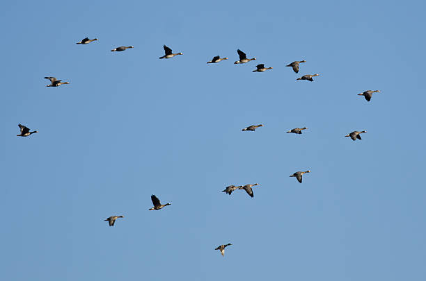 istock Flock of Greater White-Fronted Geese Flying in a Blue Sky 586209610