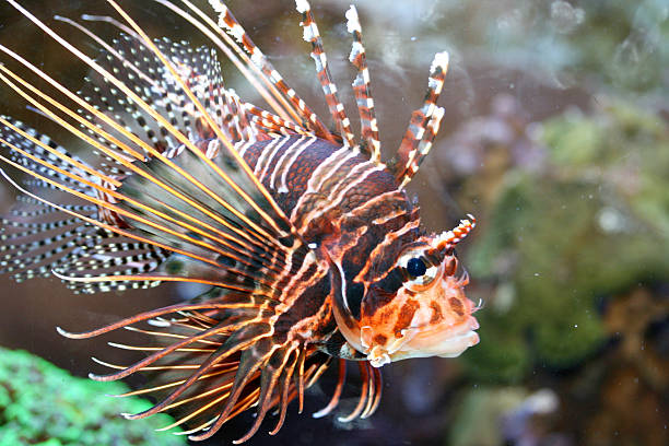 Antenna fire fish   (Pterois antennata) A single antenna fire fish (Pterois antennata)  pterois antennata lionfish stock pictures, royalty-free photos & images