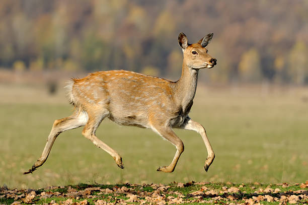 istock Whitetail Deer standing in autumn day 586210308