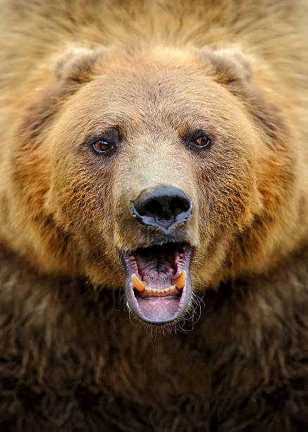 istock Brown bear portrait in forest 586210700