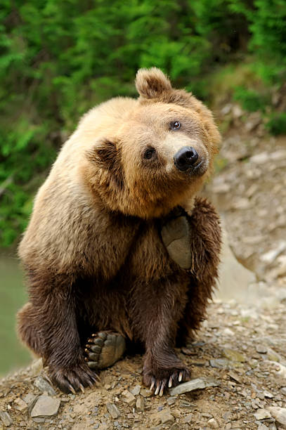istock Brown bear (Ursus arctos) in nature 586210760