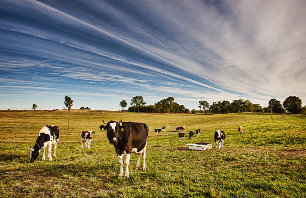 istock Herd of cows at a field in the summer 586210784