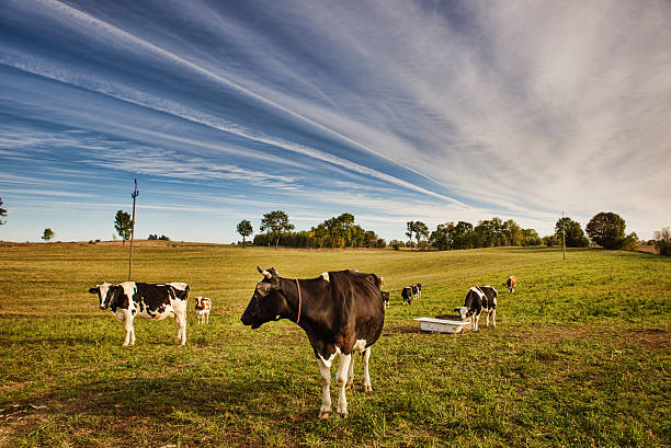 istock Herd of cows at a field in the summer 586210916
