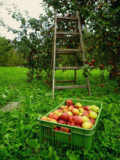 istock Basket of Apples in garden 586347532