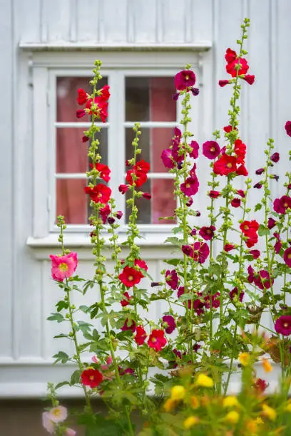 Alcea rosea, Common Hollyhock, in front of an old Swedish wooden house.