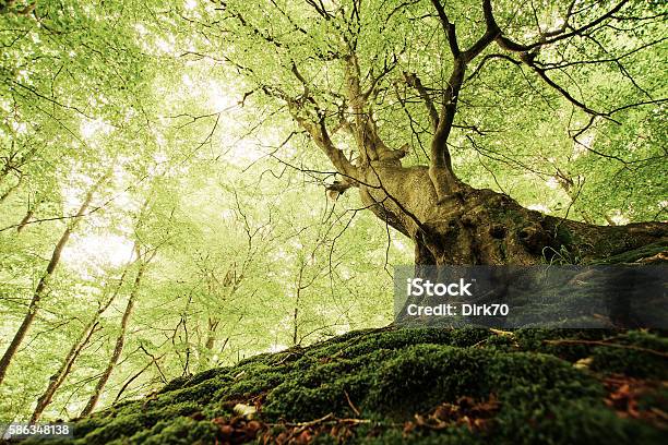Ancient Tree In A Danish Forest Stock Photo - Download Image Now - Tree, Large, Old