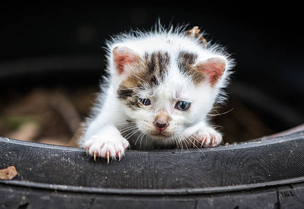 istock Cute Little Baby Cat 586348846