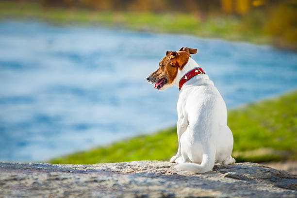 dog thinking and watching Jack russell dog missing and thinking about the past and future outdoors , watching the horizon pet loss stock pictures, royalty-free photos & images